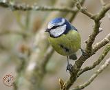 Blue Tit 8R85D-12